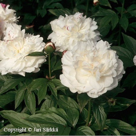 Paeonia lactiflora 'Shirley Temple'